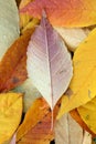 Foliage Autumn Royalty Free Stock Photo