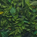 Foliage background with a variety of vibrant plant leaves showing a diverse ecosystem and the biodiversity of nature.