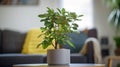 Foliage beauty: aesthetic houseplant in focus