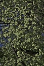 Foliage of beech tree in spring Royalty Free Stock Photo