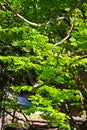 Foliage of beech tree in spring Royalty Free Stock Photo