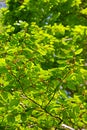 Foliage of beech tree in spring Royalty Free Stock Photo