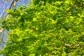 Foliage of beech tree in spring Royalty Free Stock Photo