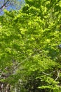 Foliage of beech tree in spring Royalty Free Stock Photo
