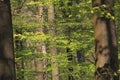Foliage of beech tree in spring Royalty Free Stock Photo