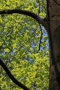 Foliage of beech tree in spring Royalty Free Stock Photo