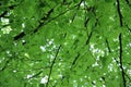 Foliage of beech tree in spring Royalty Free Stock Photo