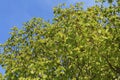 Foliage of beech tree in spring Royalty Free Stock Photo