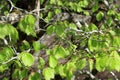 Foliage of beech tree in spring Royalty Free Stock Photo