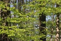 Foliage of beech tree in spring Royalty Free Stock Photo