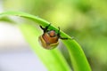 On the foliage a beetle Pelidnota punctata hiding from the rain Royalty Free Stock Photo