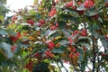 Foliage and berries of Sorbus aria