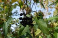 Foliage and black berries of Ligustrum vulgare Royalty Free Stock Photo