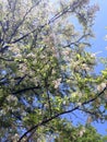 Foliage of a blossoming acacia on a blue sky background