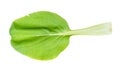 Foliage of bok choy Chinese leaf cabbage