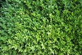 Foliage of box tree Buxus sempervirens