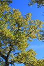 Foliage and branch of downy oak or pubescent oak Royalty Free Stock Photo