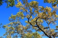 Foliage and branch of downy oak or pubescent oak Royalty Free Stock Photo