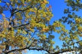 Foliage and branch of downy oak or pubescent oak Royalty Free Stock Photo