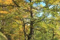 Foliage and branch of downy oak or pubescent oak Royalty Free Stock Photo