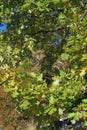 Foliage and branch of downy oak or pubescent oak Royalty Free Stock Photo