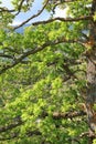 Foliage and branch of pubescent oak tree in autumn Royalty Free Stock Photo