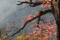 Foliage and branch of pubescent oak tree in autumn