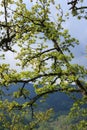 Foliage and branch of pubescent oak tree in spring Royalty Free Stock Photo