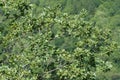 Foliage and branch of pubescent oak tree in spring