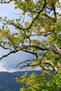 Foliage and branch of pubescent oak tree in spring Royalty Free Stock Photo