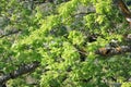 Foliage and branch of pubescent oak tree in spring