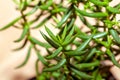 Foliage and branches of a Crassula tetragona