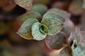 Callisia repens leaves in the yard