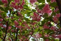 Foliage of cherry sakura blossoms against the sky Royalty Free Stock Photo