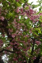 Foliage of cherry sakura blossoms against the sky Royalty Free Stock Photo