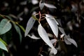 Foliage of a coastal white mallee, Eucalyptus diversifolia Royalty Free Stock Photo