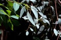 Foliage of a coastal white mallee, Eucalyptus diversifolia Royalty Free Stock Photo
