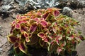 Foliage of Coleus scutellarioides in purple, yellow, pink and green Royalty Free Stock Photo