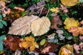Foliage collage floatig in water surface in autumn season Royalty Free Stock Photo