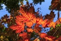 Foliage coloring in autumnin Algonquin Provincial Park