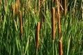 Foliage of Common Bulrush plant, also called common cattail, great reedmace or cumbungi, latin name Typha Latifolia