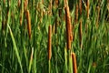 Foliage of Common Bulrush plant, also called common cattail, great reedmace or cumbungi, latin name Typha Latifolia Royalty Free Stock Photo