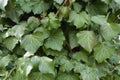 Foliage of common ivy in March Royalty Free Stock Photo