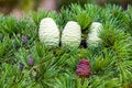 Foliage and cones of Himalayan cedar