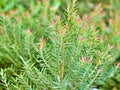 Foliage coniferous pink Ellwood`s gold leaf chamaecyparis lawsoniana fragrant,Pine leaves Melaleuca Alternifolia ,tea tree ,Herb