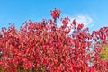 Foliage of Cornus sanguinea, the common dogwood in autumn