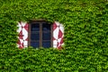 Foliage covered window Royalty Free Stock Photo