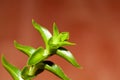 Foliage of a Crassula capitella