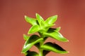 Foliage of a Crassula capitella