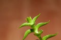 Foliage of a Crassula capitella